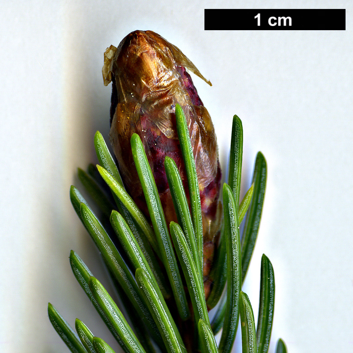 High resolution image: Family: Pinaceae - Genus: Picea - Taxon: alcoquiana - SpeciesSub: var. reflexa High resolution image: Family: Pinaceae - Genus: Picea - Taxon: alcoquiana - SpeciesSub: var. reflexa
